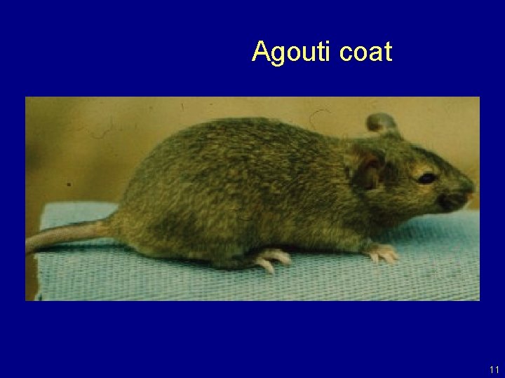 Agouti coat 11 