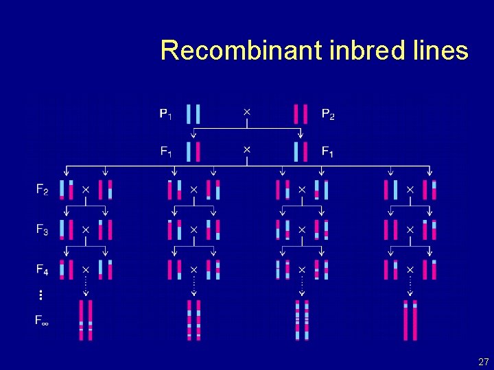 Recombinant inbred lines 27 