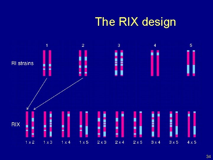 The RIX design 34 