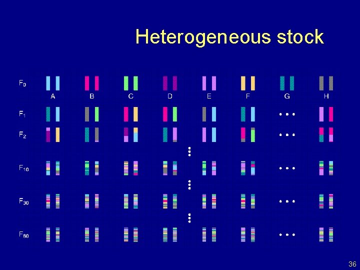 Heterogeneous stock 36 