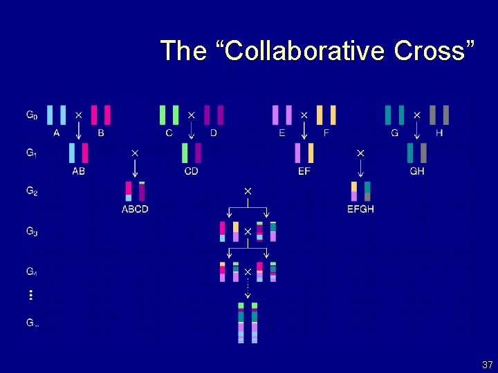 The “Collaborative Cross” 37 