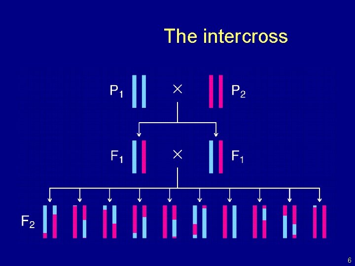 The intercross 6 