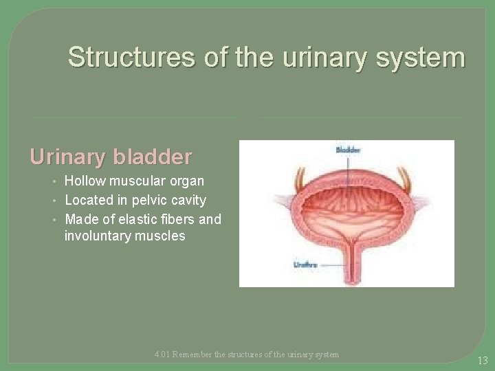 Structures of the urinary system Urinary bladder • Hollow muscular organ • Located in