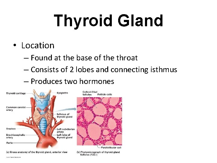 Thyroid Gland • Location – Found at the base of the throat – Consists Thyroid Gland • Location – Found at the base of the throat – Consists