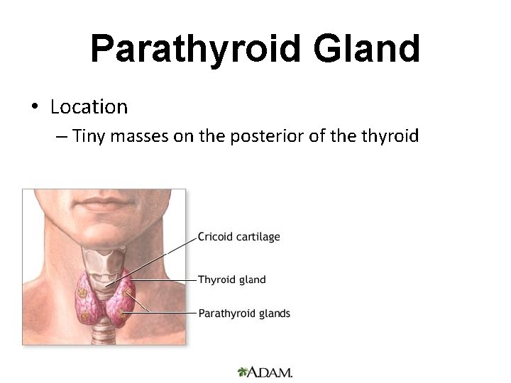 Parathyroid Gland • Location – Tiny masses on the posterior of the thyroid Parathyroid Gland • Location – Tiny masses on the posterior of the thyroid