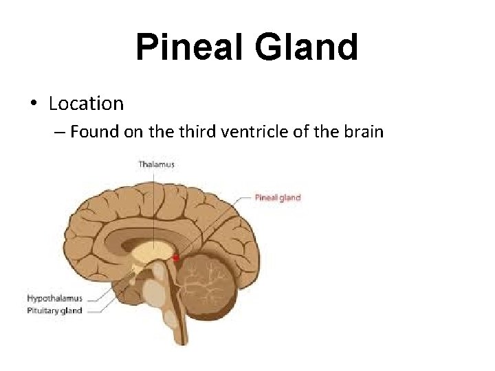 Pineal Gland • Location – Found on the third ventricle of the brain Pineal Gland • Location – Found on the third ventricle of the brain