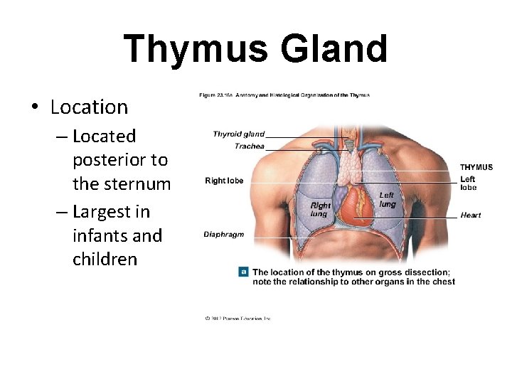 Thymus Gland • Location – Located posterior to the sternum – Largest in infants Thymus Gland • Location – Located posterior to the sternum – Largest in infants
