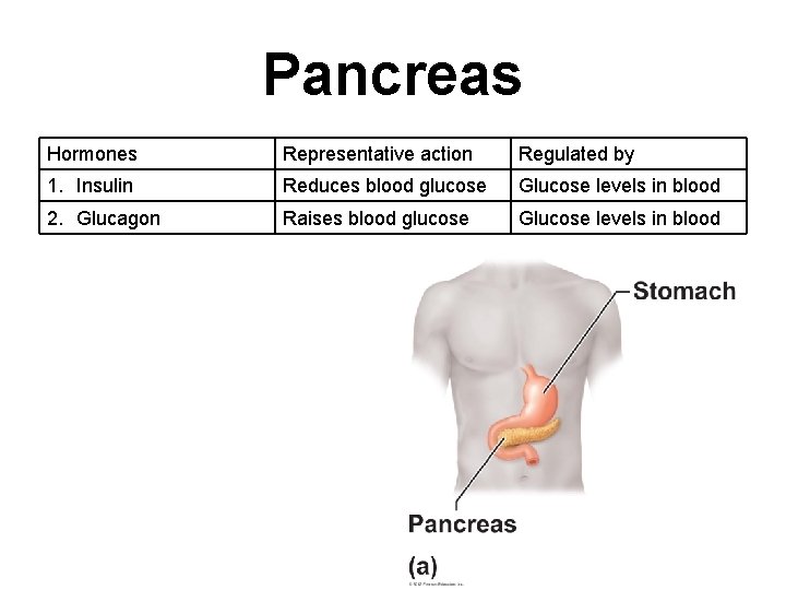 Pancreas Hormones Representative action Regulated by 1. Insulin Reduces blood glucose Glucose levels in Pancreas Hormones Representative action Regulated by 1. Insulin Reduces blood glucose Glucose levels in