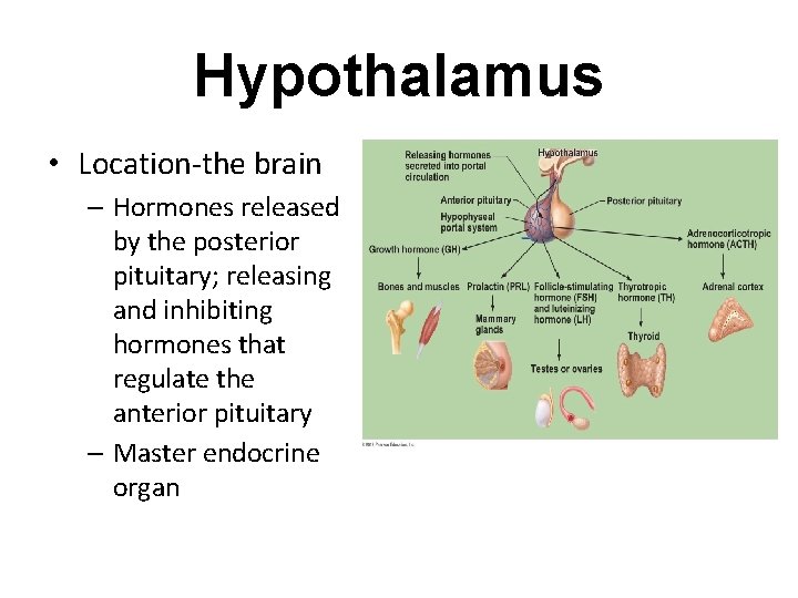 Hypothalamus • Location-the brain – Hormones released by the posterior pituitary; releasing and inhibiting Hypothalamus • Location-the brain – Hormones released by the posterior pituitary; releasing and inhibiting