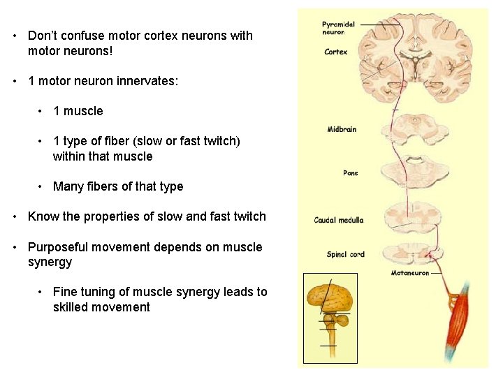  • Don’t confuse motor cortex neurons with motor neurons! • 1 motor neuron