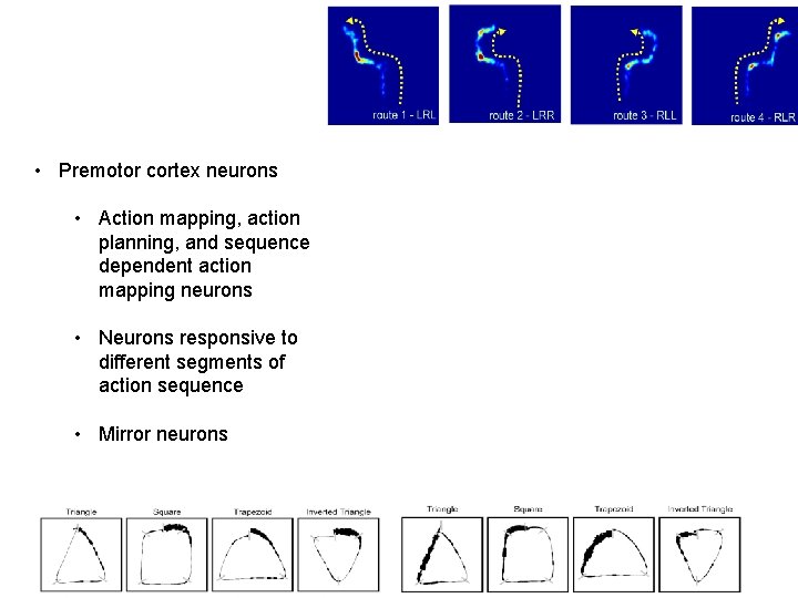  • Premotor cortex neurons • Action mapping, action planning, and sequence dependent action