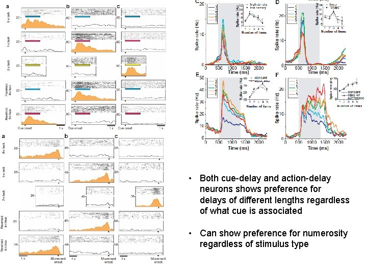  • Both cue-delay and action-delay neurons shows preference for delays of different lengths