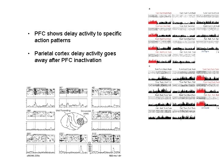  • PFC shows delay activity to specific action patterns • Parietal cortex delay