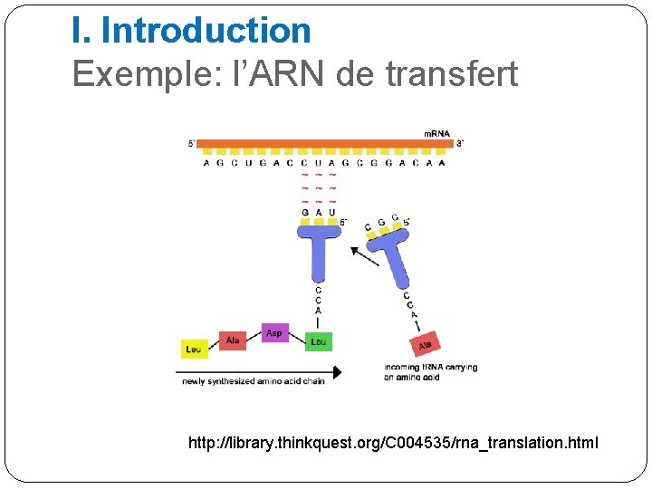 I. Introduction Exemple: l’ARN de transfert http: //library. thinkquest. org/C 004535/rna_translation. html 