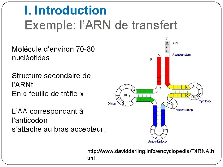 I. Introduction Exemple: l’ARN de transfert Molécule d’environ 70 -80 nucléotides. Structure secondaire de