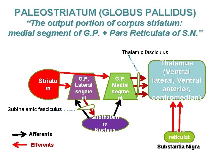 PALEOSTRIATUM (GLOBUS PALLIDUS) “The output portion of corpus striatum: medial segment of G. P.