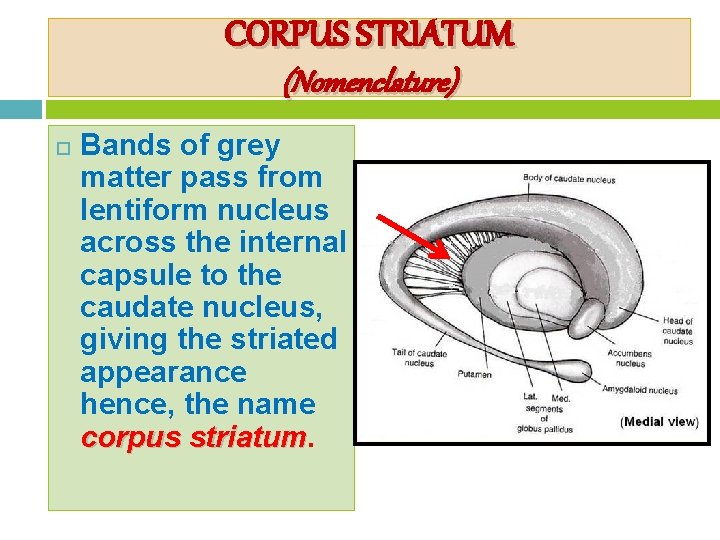 CORPUS STRIATUM (Nomenclature) Bands of grey matter pass from lentiform nucleus across the internal