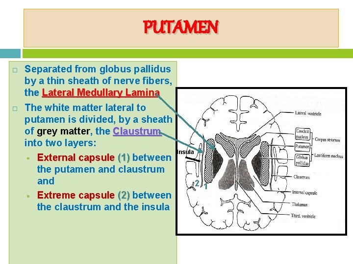 PUTAMEN Separated from globus pallidus by a thin sheath of nerve fibers, the Lateral