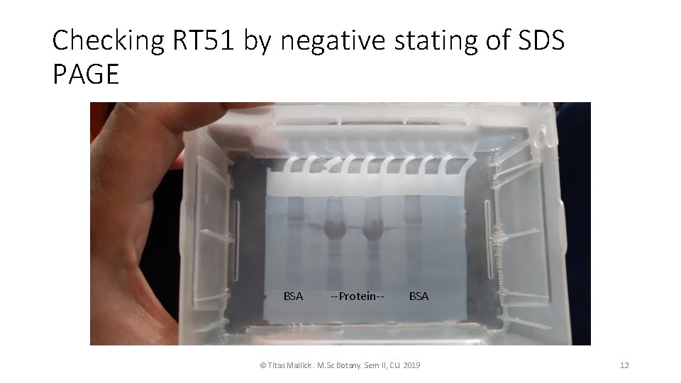 Checking RT 51 by negative stating of SDS PAGE BSA --Protein-- BSA © Titas