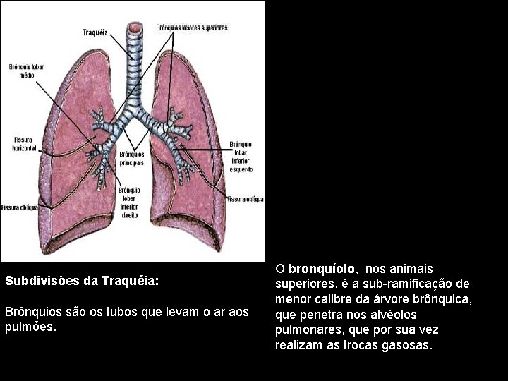 Subdivisões da Traquéia: Brônquios são os tubos que levam o ar aos pulmões. O