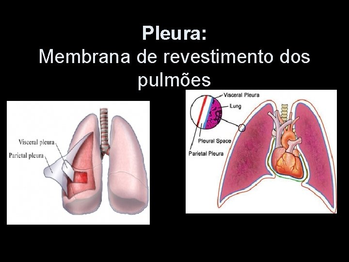 Pleura: Membrana de revestimento dos pulmões 