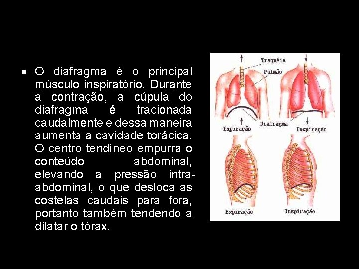 · O diafragma é o principal músculo inspiratório. Durante a contração, a cúpula do