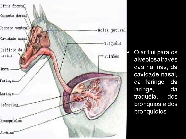  • O ar flui para os alvéolos através das narinas, da cavidade nasal,