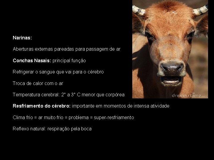 Narinas: Aberturas externas pareadas para passagem de ar Conchas Nasais: principal função Refrigerar o