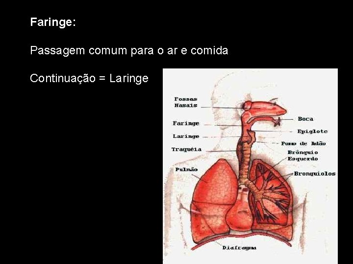 Faringe: Passagem comum para o ar e comida Continuação = Laringe 