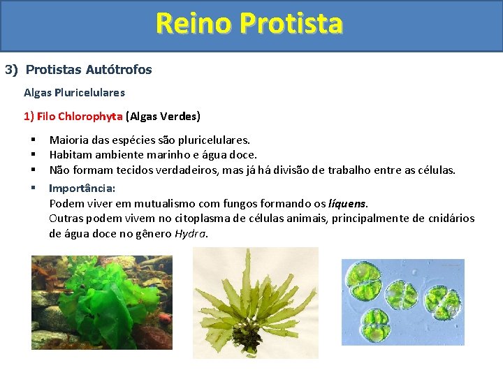 Reino Protista 3) Protistas Autótrofos Algas Pluricelulares 1) Filo Chlorophyta (Algas Verdes) § §