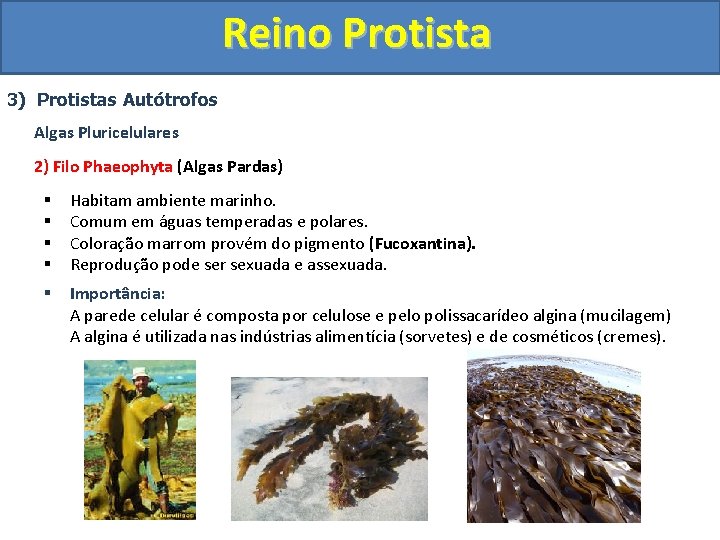 Reino Protista 3) Protistas Autótrofos Algas Pluricelulares 2) Filo Phaeophyta (Algas Pardas) § §
