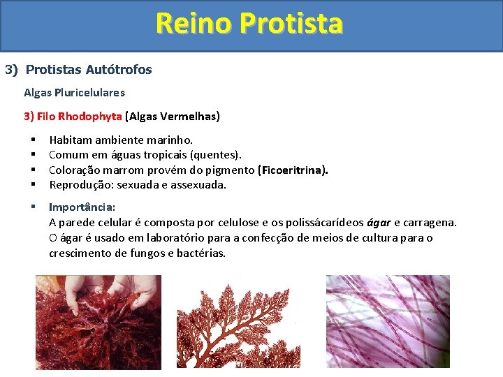 Reino Protista 3) Protistas Autótrofos Algas Pluricelulares 3) Filo Rhodophyta (Algas Vermelhas) § §