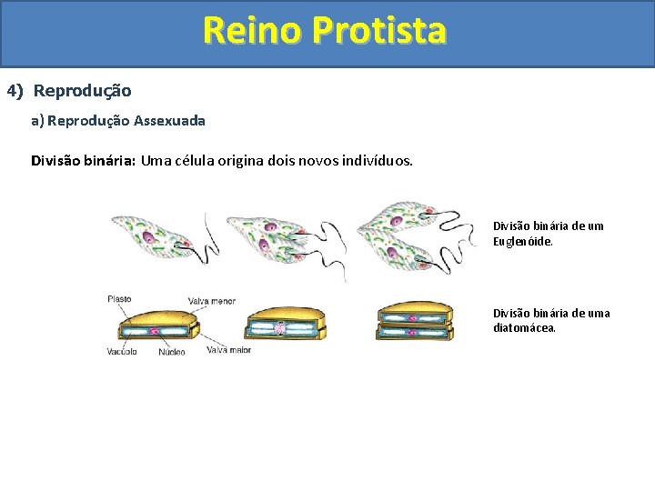 Reino Protista 4) Reprodução a) Reprodução Assexuada Divisão binária: Uma célula origina dois novos