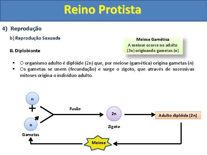 Reino Protista 4) Reprodução b) Reprodução Sexuada Meiose Gamética A meiose ocorre no adulto