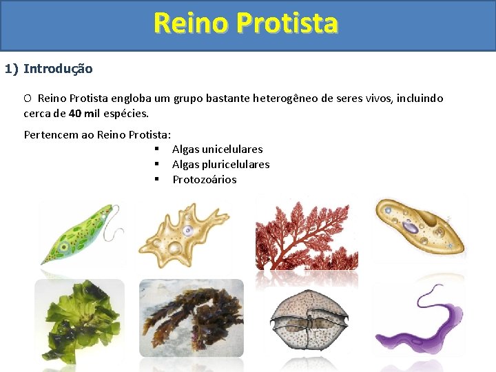 Reino Protista 1) Introdução O Reino Protista engloba um grupo bastante heterogêneo de seres