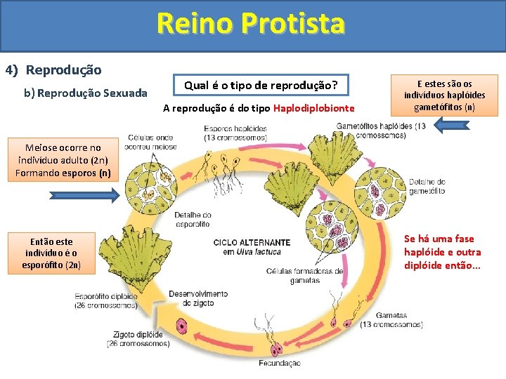 Reino Protista 4) Reprodução b) Reprodução Sexuada Qual é o tipo de reprodução? A