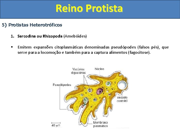Reino Protista 5) Protistas Heterotróficos 1. Sarcodina ou Rhizopoda (Amebóides) § Emitem expansões citoplasmáticas