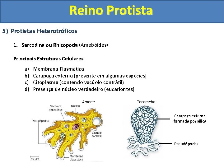 Reino Protista 5) Protistas Heterotróficos 1. Sarcodina ou Rhizopoda (Amebóides) Principais Estruturas Celulares: a)