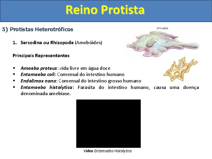 Reino Protista 5) Protistas Heterotróficos 1. Sarcodina ou Rhizopoda (Amebóides) Principais Representantes § §