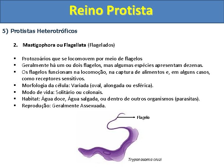 Reino Protista 5) Protistas Heterotróficos 2. Mastigophora ou Flagellata (Flagelados) § § § §