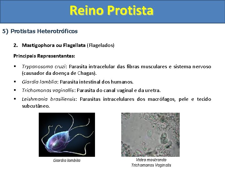 Reino Protista 5) Protistas Heterotróficos 2. Mastigophora ou Flagellata (Flagelados) Principais Representantes: § Trypanosoma