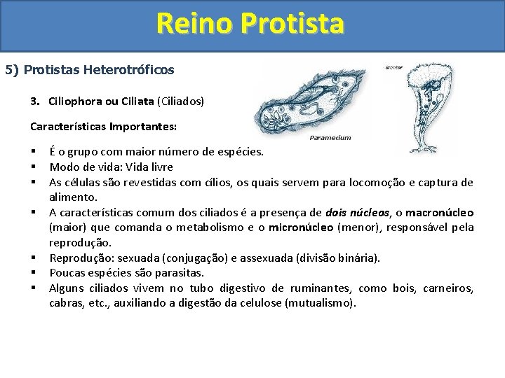Reino Protista 5) Protistas Heterotróficos 3. Ciliophora ou Ciliata (Ciliados) Características Importantes: § §