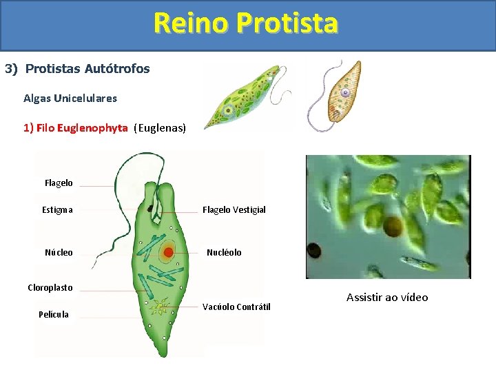 Reino Protista 3) Protistas Autótrofos Algas Unicelulares 1) Filo Euglenophyta (Euglenas) Flagelo Estigma Núcleo
