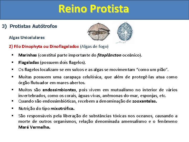 Reino Protista 3) Protistas Autótrofos Algas Unicelulares 2) Filo Dinophyta ou Dinoflagelados (Algas de