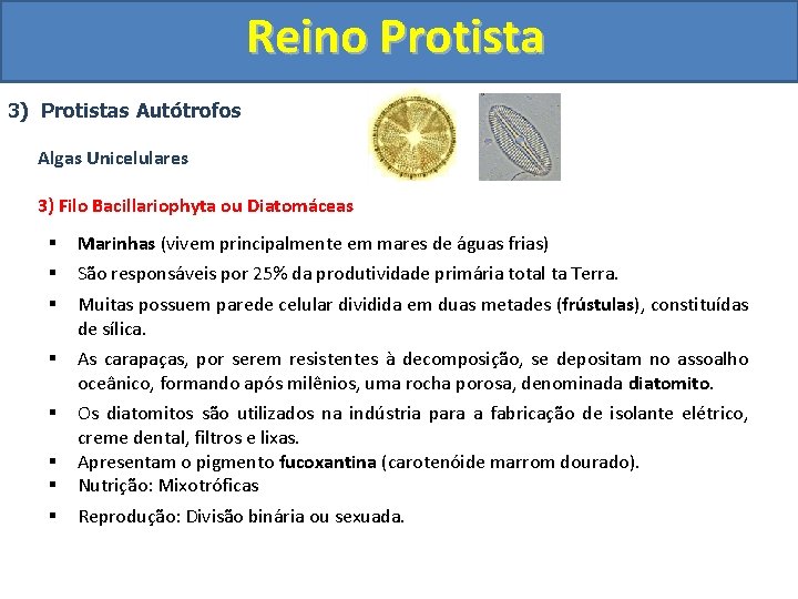 Reino Protista 3) Protistas Autótrofos Algas Unicelulares 3) Filo Bacillariophyta ou Diatomáceas § §