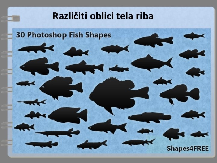 Različiti oblici tela riba 