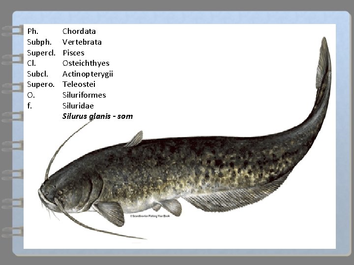 Ph. Subph. Supercl. Cl. Subcl. Supero. O. f. Chordata Vertebrata Pisces Osteichthyes Actinopterygii Teleostei