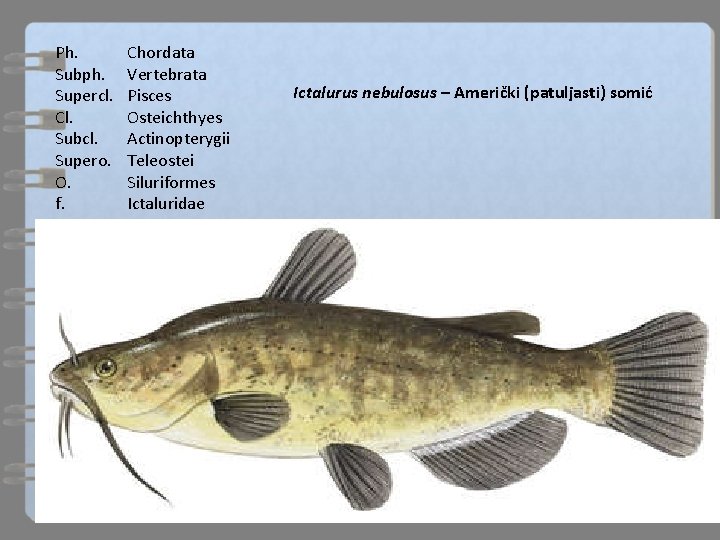 Ph. Subph. Supercl. Cl. Subcl. Supero. O. f. Chordata Vertebrata Pisces Osteichthyes Actinopterygii Teleostei