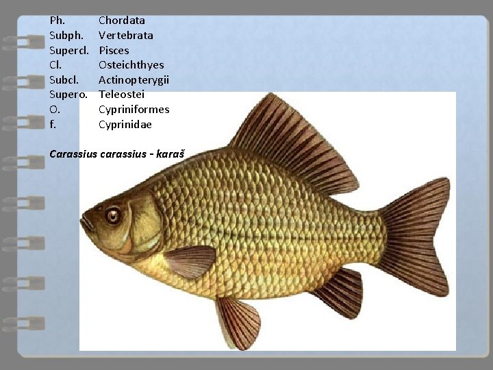 Ph. Subph. Supercl. Cl. Subcl. Supero. O. f. Chordata Vertebrata Pisces Osteichthyes Actinopterygii Teleostei