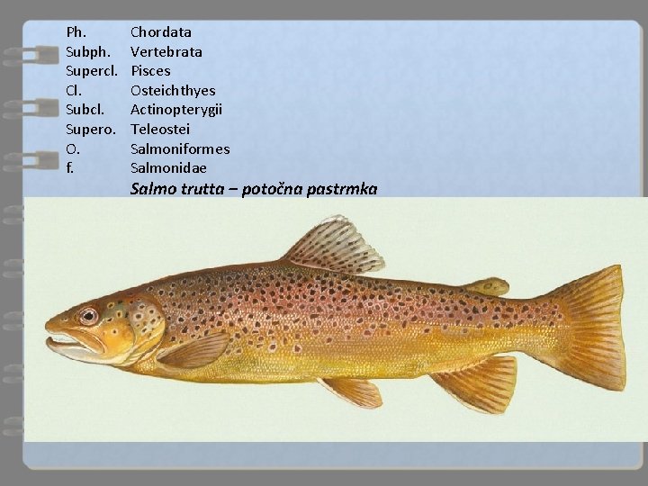 Ph. Subph. Supercl. Cl. Subcl. Supero. O. f. Chordata Vertebrata Pisces Osteichthyes Actinopterygii Teleostei
